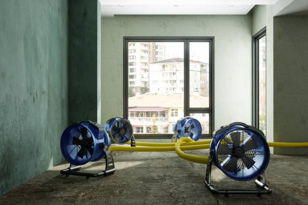 Best Mold removal after water damage  in Thornton, IL